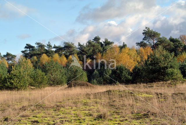 Berk (Betula)