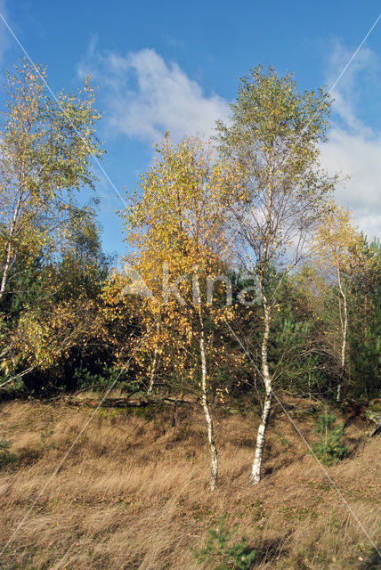 Berk (Betula)