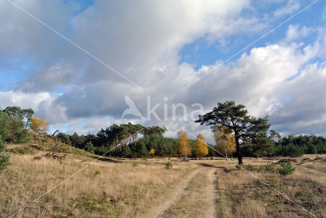 Berk (Betula)