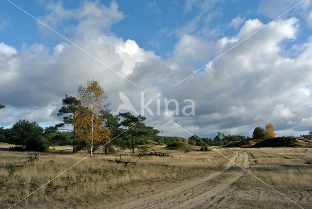 Berk (Betula)