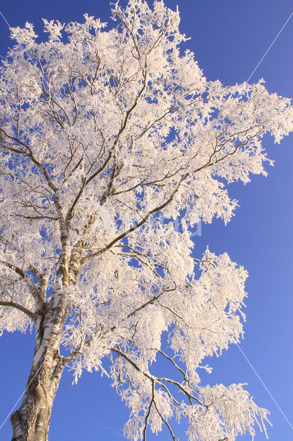 Birch (Betula)