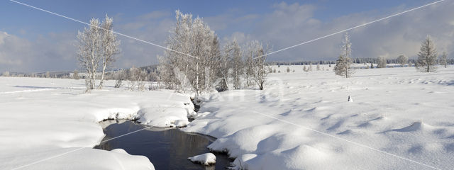 Berk (Betula)