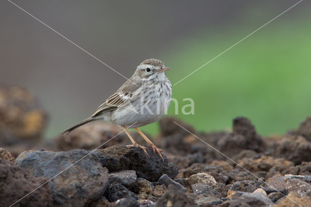 Berthelot's Pipit (Anthus berthelotii)