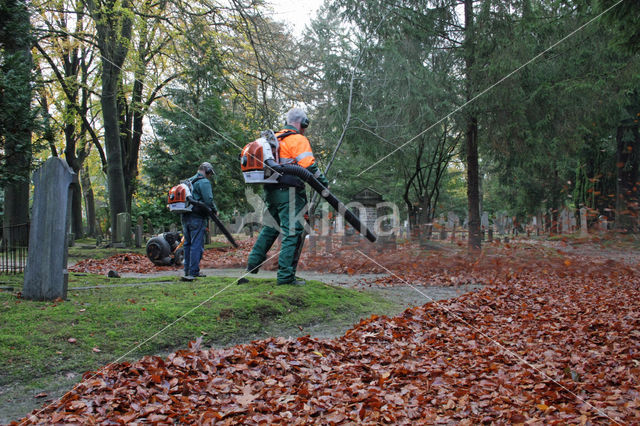 Beuk (Fagus sylvatica)