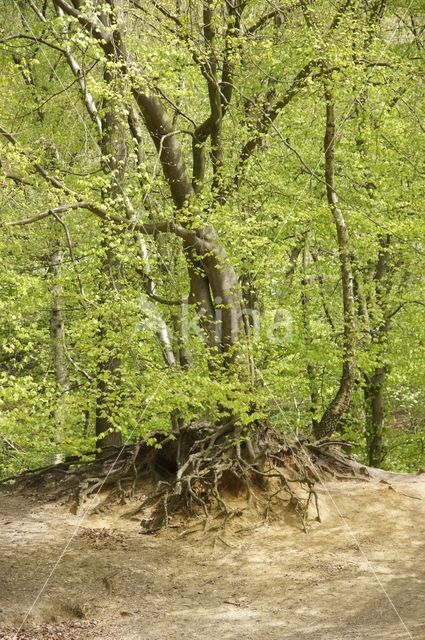 Beech (Fagus sylvatica)