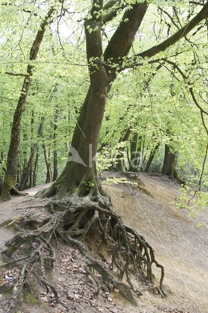 Beech (Fagus sylvatica)