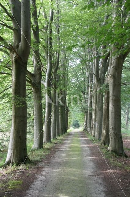 Beech (Fagus sylvatica)