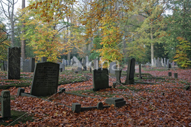 Beech (Fagus sylvatica)