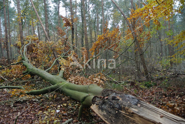 Beuk (Fagus sylvatica)