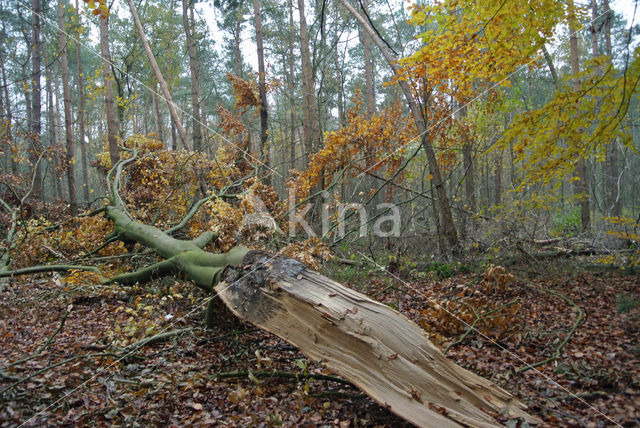 Beuk (Fagus sylvatica)