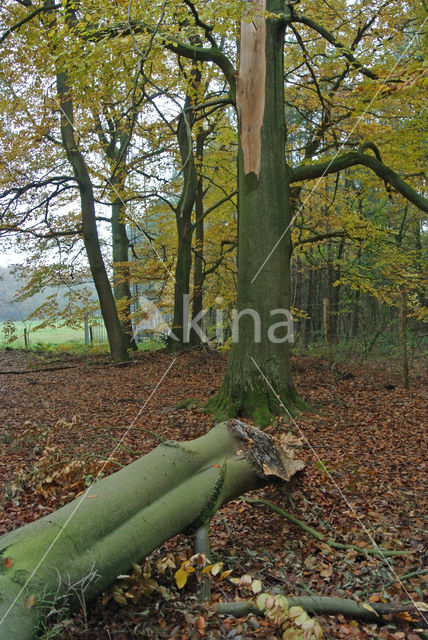 Beech (Fagus sylvatica)