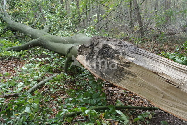 Beuk (Fagus sylvatica)