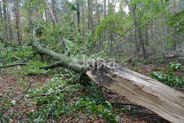 Beuk (Fagus sylvatica)