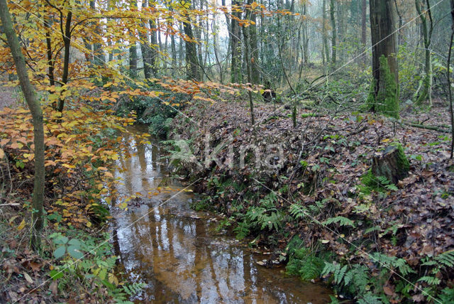 Beech (Fagus sylvatica)