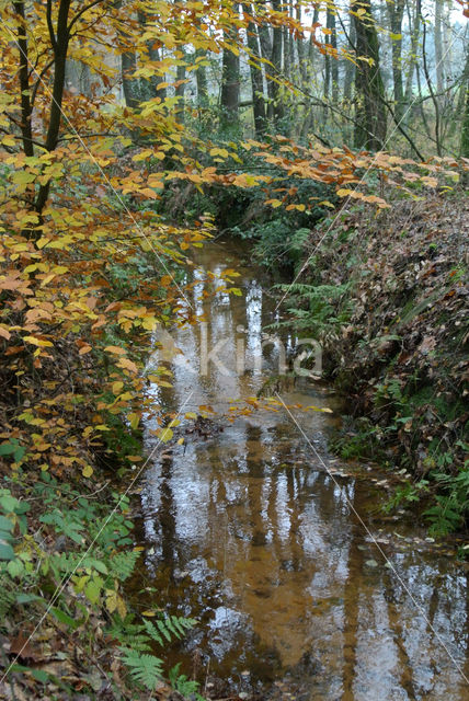 Beuk (Fagus sylvatica)