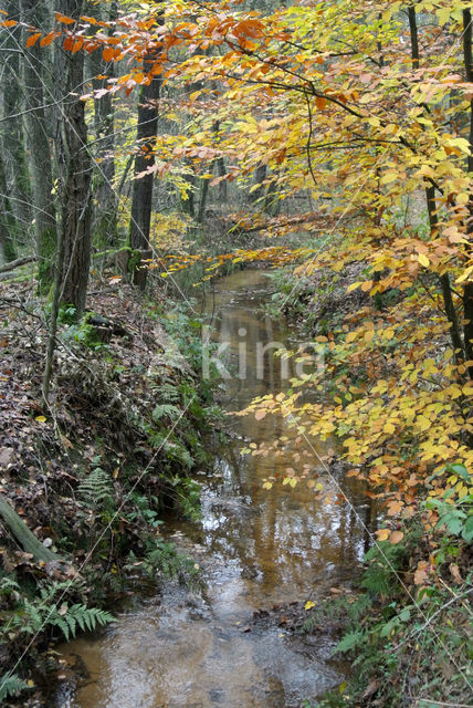 Beech (Fagus sylvatica)