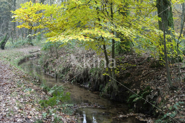 Beech (Fagus sylvatica)