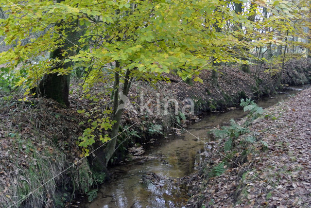 Beuk (Fagus sylvatica)