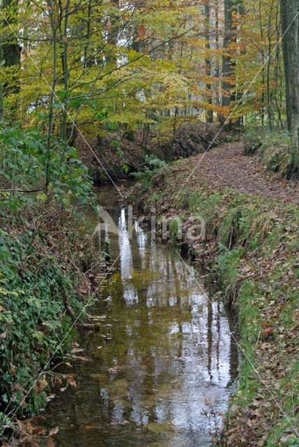 Beech (Fagus sylvatica)