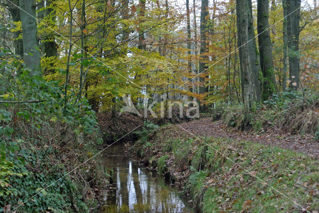 Beuk (Fagus sylvatica)