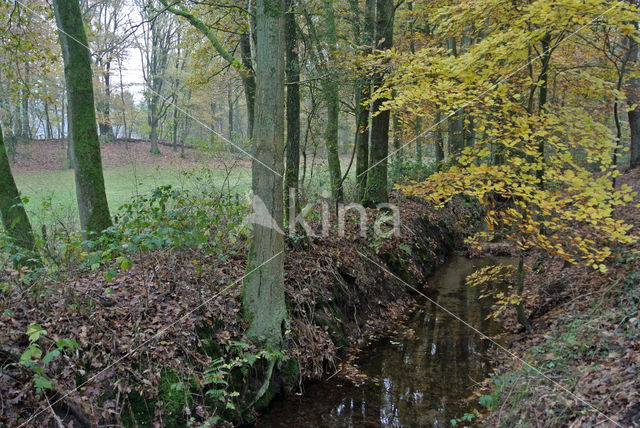 Beech (Fagus sylvatica)