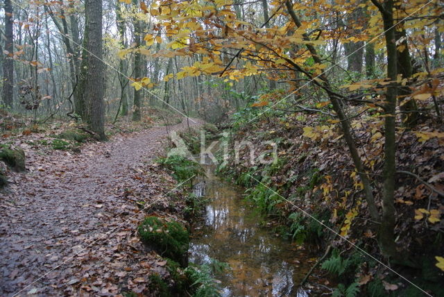 Beuk (Fagus sylvatica)