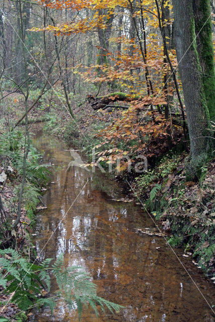 Beech (Fagus sylvatica)