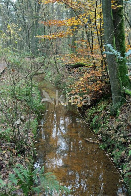 Beuk (Fagus sylvatica)