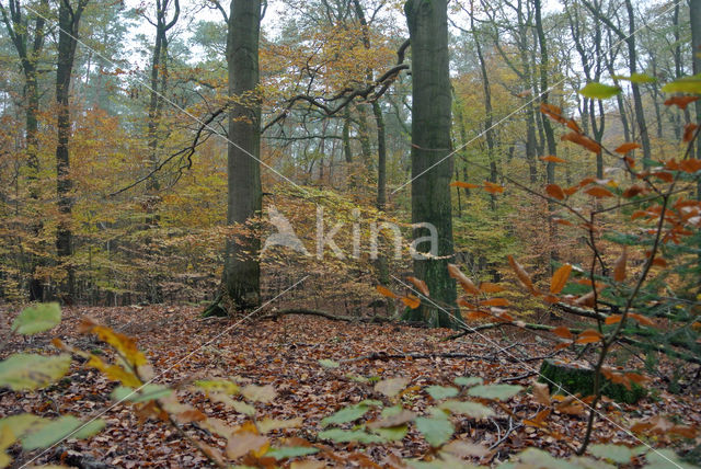 Beuk (Fagus sylvatica)