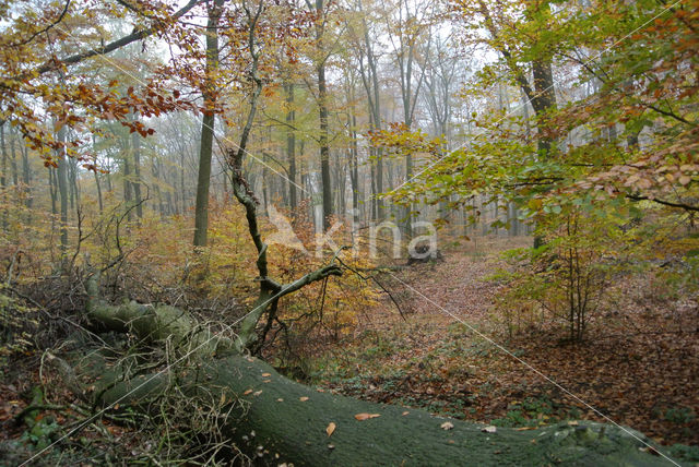 Beuk (Fagus sylvatica)