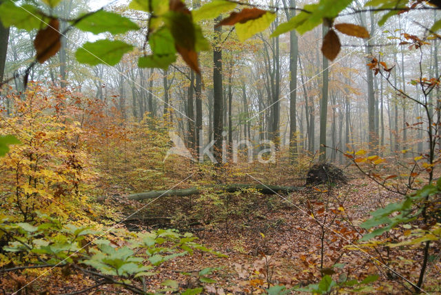 Beech (Fagus sylvatica)