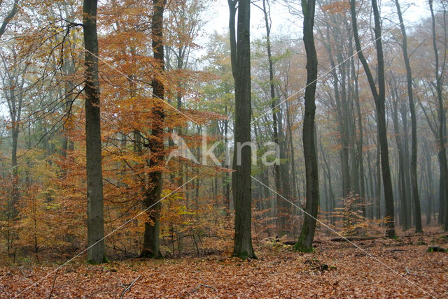 Beuk (Fagus sylvatica)