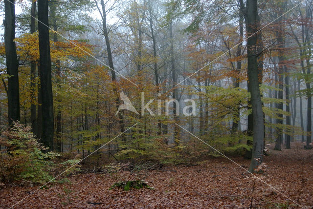 Beech (Fagus sylvatica)