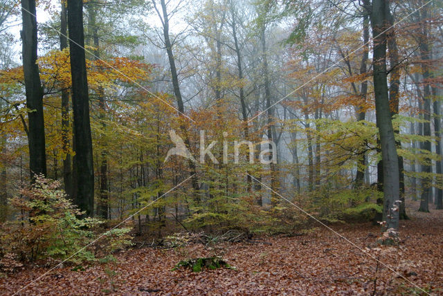 Beech (Fagus sylvatica)