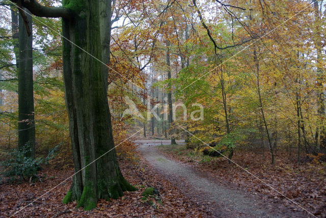 Beuk (Fagus sylvatica)