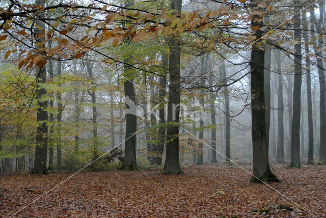 Beech (Fagus sylvatica)