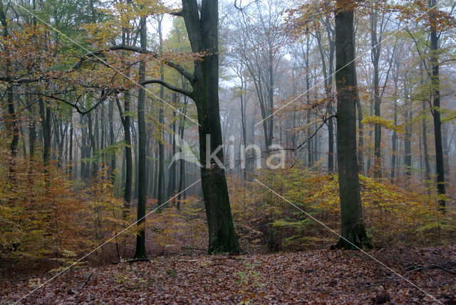 Beuk (Fagus sylvatica)