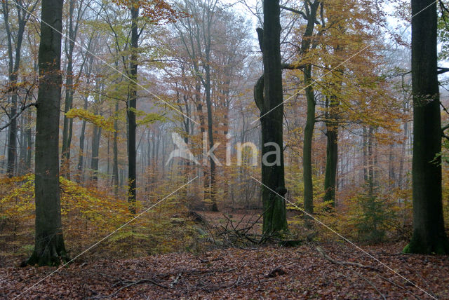 Beech (Fagus sylvatica)