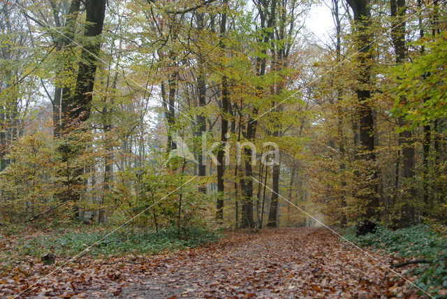 Beech (Fagus sylvatica)