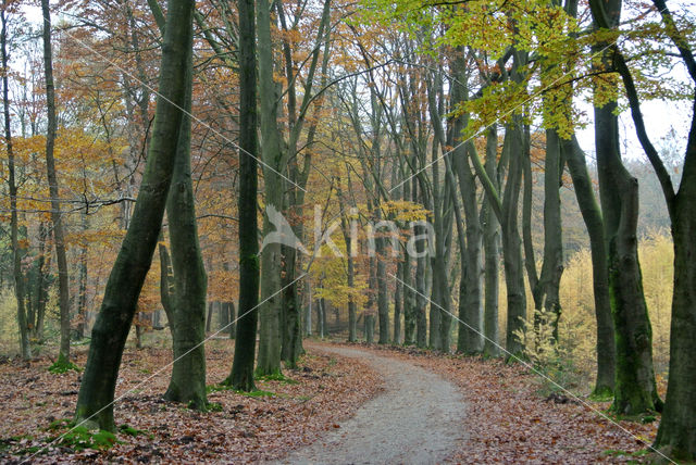 Beech (Fagus sylvatica)