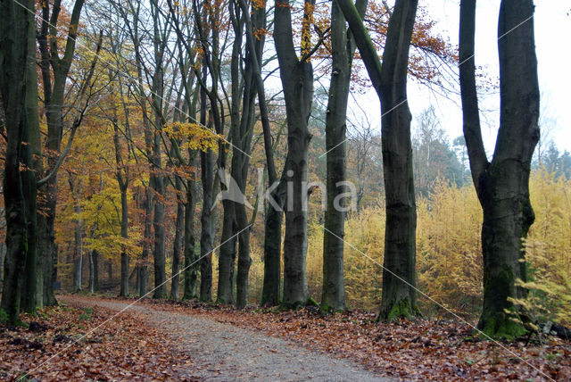 Beuk (Fagus sylvatica)