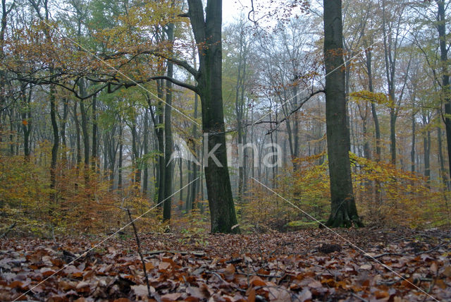 Beuk (Fagus sylvatica)