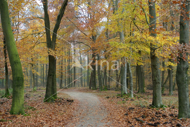 Beech (Fagus sylvatica)