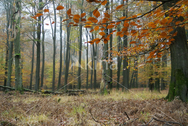 Beech (Fagus sylvatica)