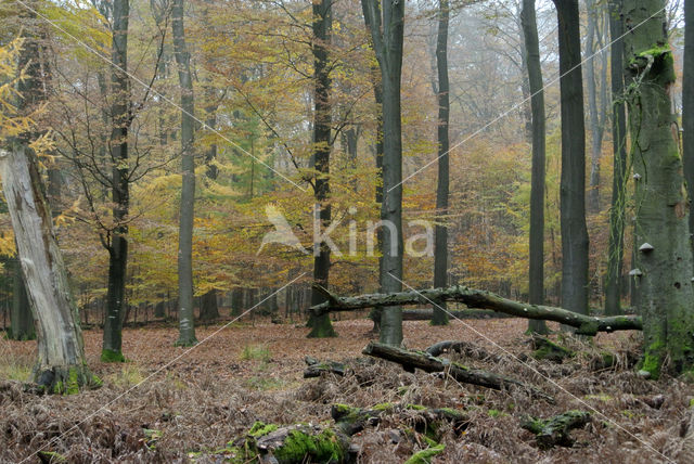 Beuk (Fagus sylvatica)