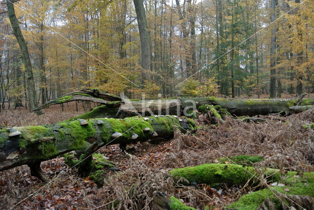 Beech (Fagus sylvatica)