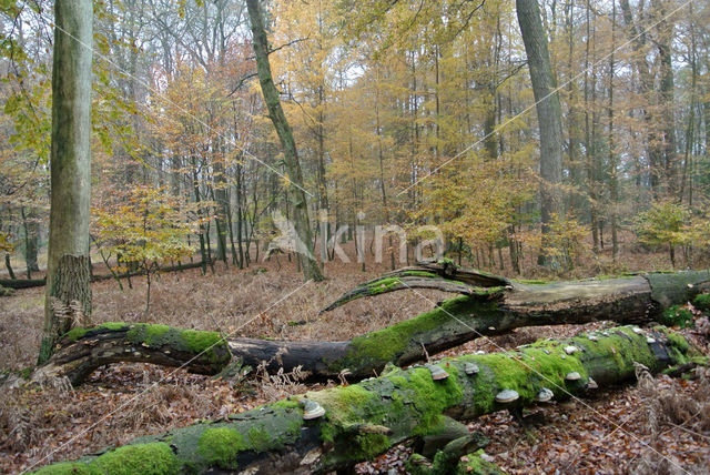 Beech (Fagus sylvatica)