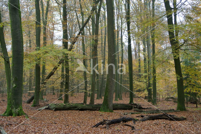 Beuk (Fagus sylvatica)