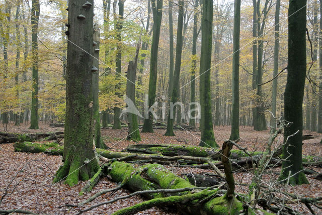 Beech (Fagus sylvatica)