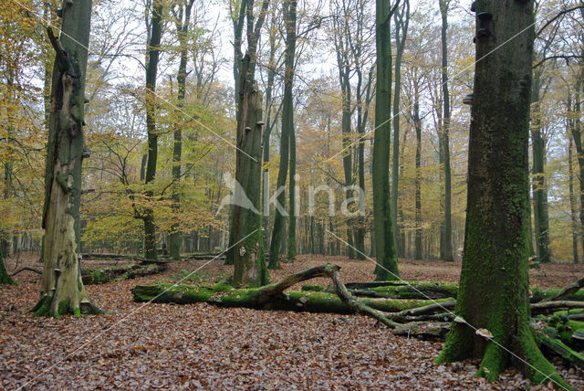 Beuk (Fagus sylvatica)